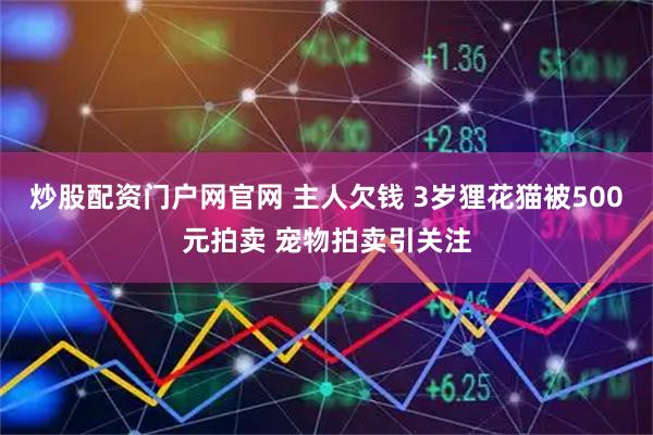 炒股配资门户网官网 主人欠钱 3岁狸花猫被500元拍卖 宠物拍卖引关注